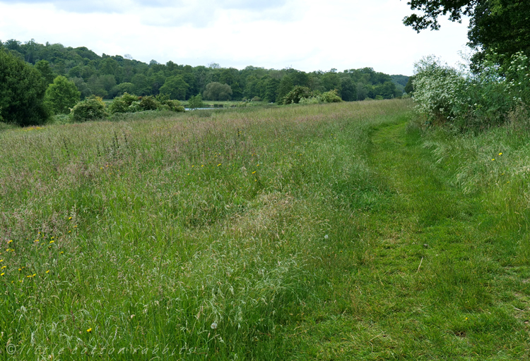 Grasslands