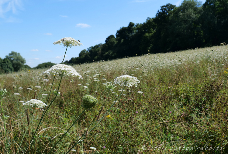 Wildcarrotmeadow