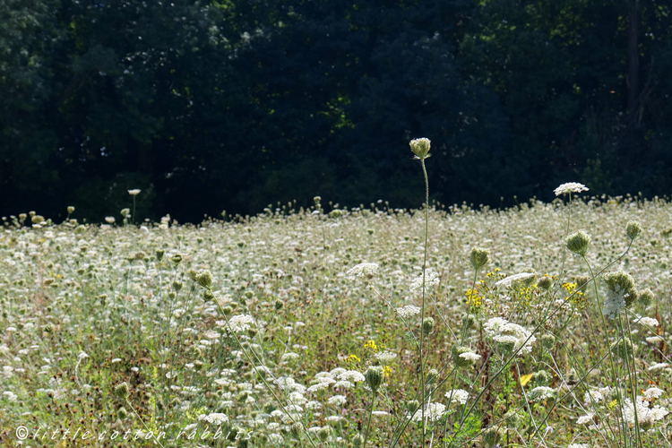 Wild carrot meadow