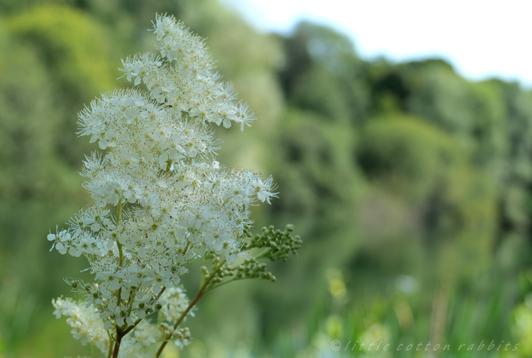 Meadowsweetclose