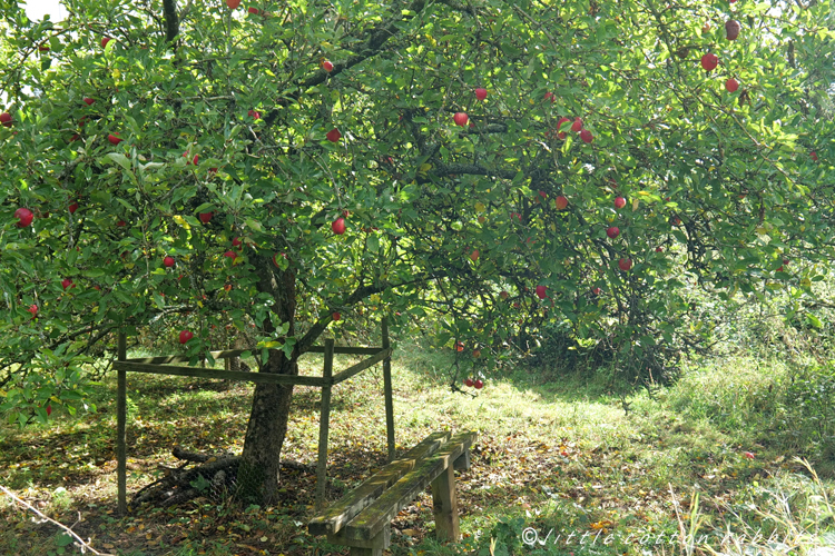 Under the tree