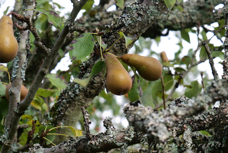 Pears