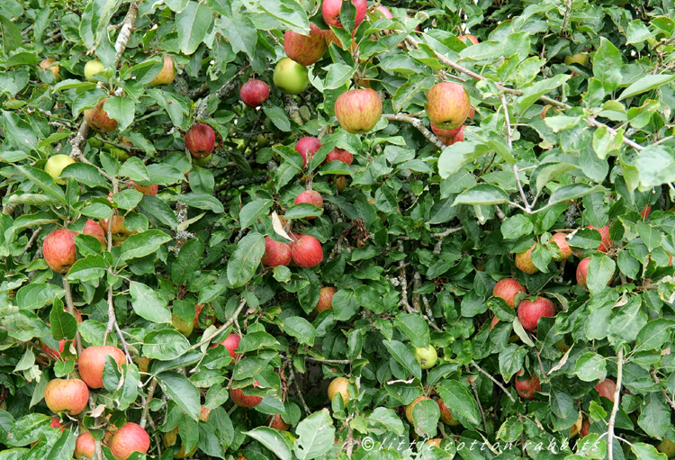 Apples15