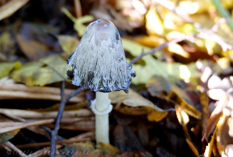 Shaggy inkcap