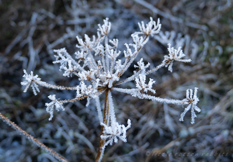 Frosty seedhead