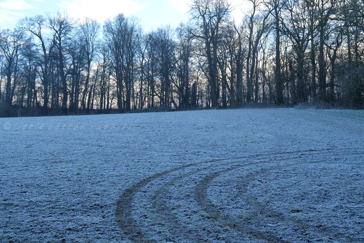 Back field frosty