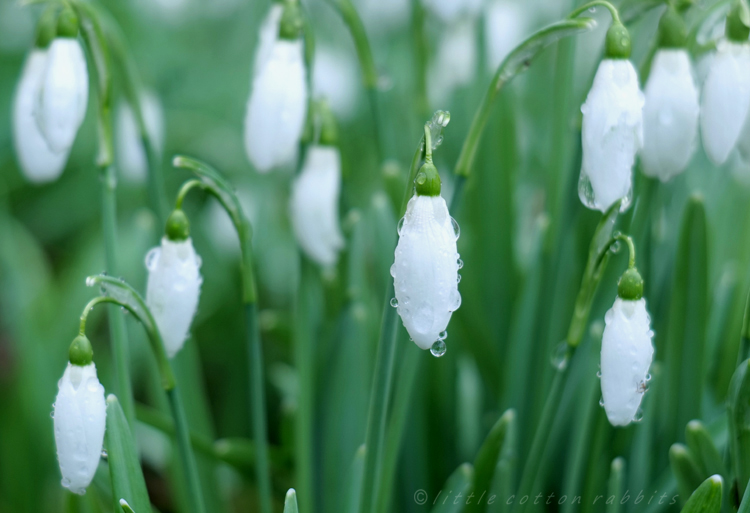 Snowdrops