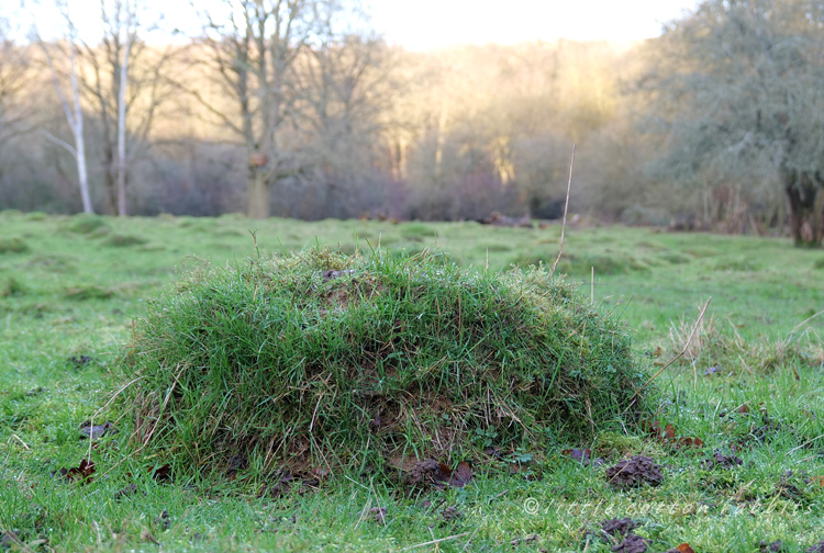 Tussock