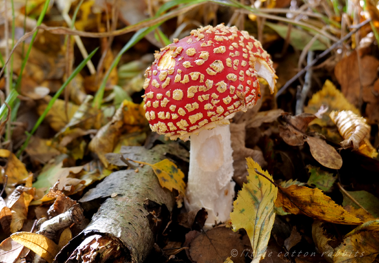 Amanita