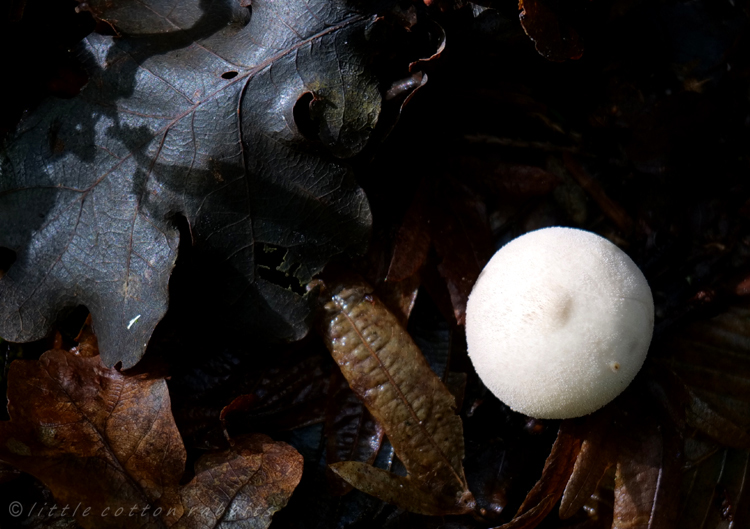 Smooth puffball