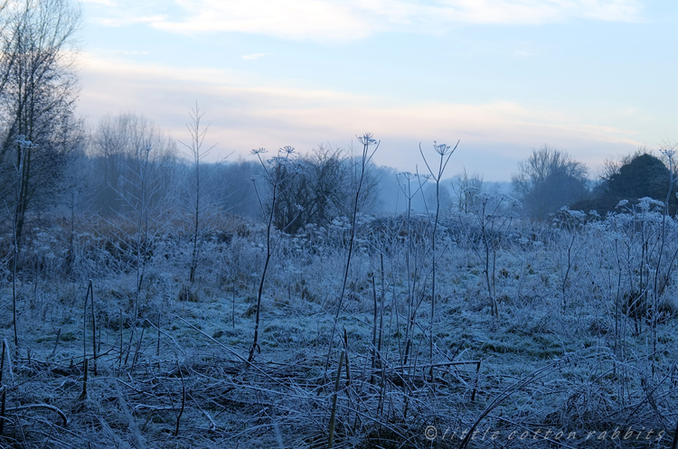 Frosty field2