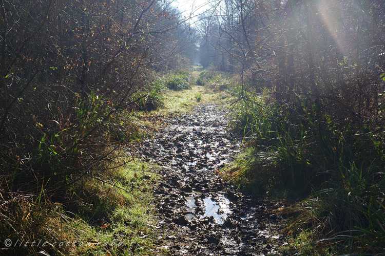 Muddy path