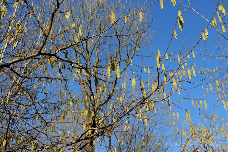 Hazel catkins