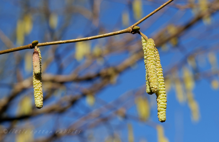 Hazelcatkins