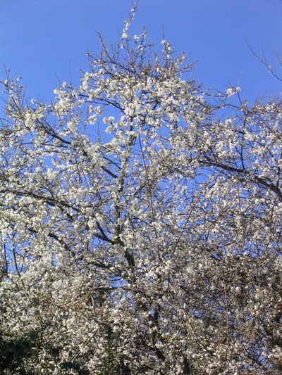 Blossomtree