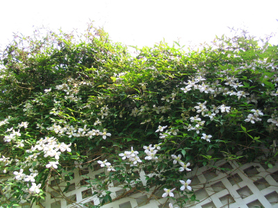 Clematis2_2