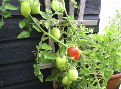 Tomatoes