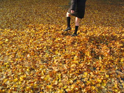 Autumn_leaves