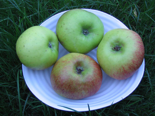 Apples_2